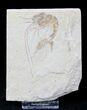 Cretaceous Fossil Shrimp Carpopenaeus - Lebanon #20894-1